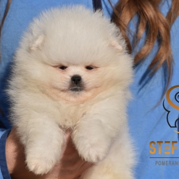 Ogłoszenie - Pomeranian BOO Szczenięta