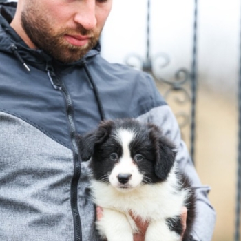 Ogłoszenie - Border Collie – szczenięta