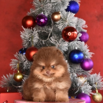 Ogłoszenie - Pomeranian Boo – szczenięta CHOCOLATE & TAN | NOWOŚĆ