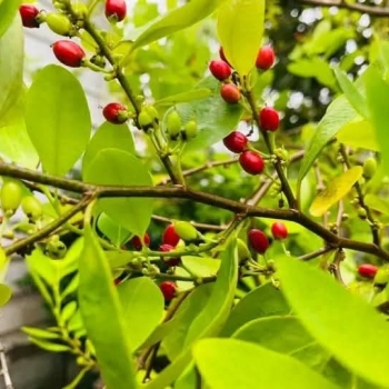 Ogłoszenie - NATURALNE NASIONA erythroxhilum COCA już dotarły✨🌱