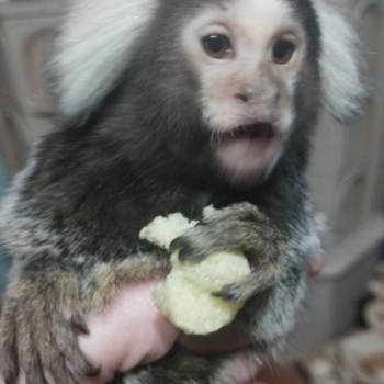 Ogłoszenie - Małpka Marmozeta Białoucha