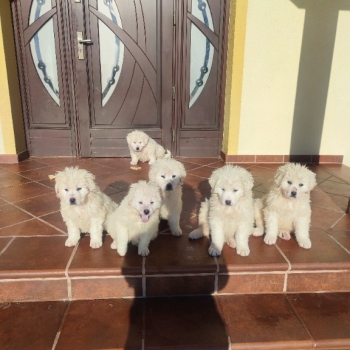 Ogłoszenie - owczarek podhalański