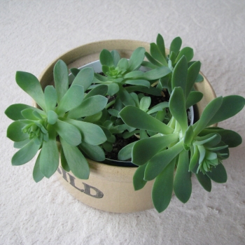 Ogłoszenie - Aeonium – piękny sukulent na taras, do oranżerii lub mieszkania