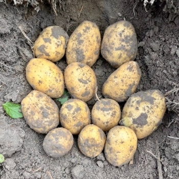 Ogłoszenie - Sprzedaż hurtowa świeżych ziemniaków we wszystkich rozmiarach