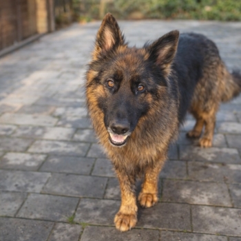 Ogłoszenie - Owczarek niemiecki długowłosy - sprzedam!