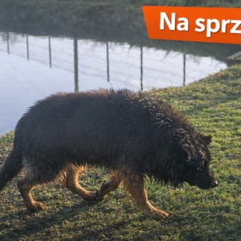 Ogłoszenie - Owczarek niemiecki długowłosy - suczka- sprzedam!