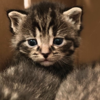 Ogłoszenie - Kocięta do adopcji