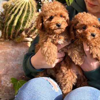 Ogłoszenie - Szczenięta pudla miniaturowego do dobrego domu