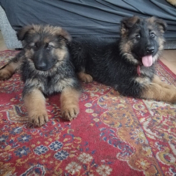 Ogłoszenie - Owczarek niemiecki szczeniak suczka