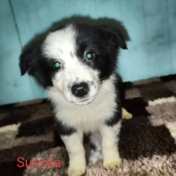 Ogłoszenie - Sprzedam suczki Border collie
