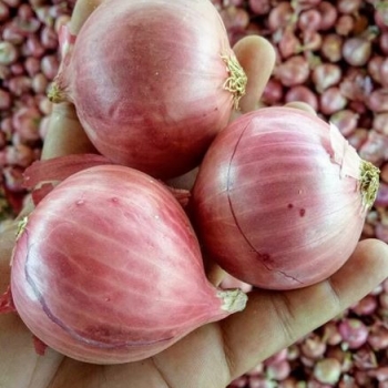 Ogłoszenie - 100% ŚWIEŻA CEBULA ŻÓŁTO-CZERWONA - WYSOKA JAKOŚĆ