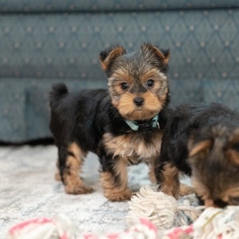 Ogłoszenie - Szczeniaki yorkshire terrier do dobrego domu