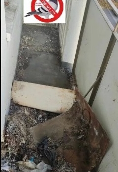 Ogłoszenie - Czyszczenie po gołębiach Opole