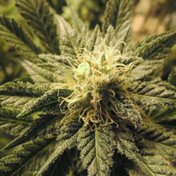 Ogłoszenie - Coffee Shop - Zapraszam - Mokotów - 10,00 zł