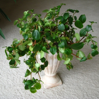 Ogłoszenie - Mulenbekia – piękna zdrowa roślinka ozdobna