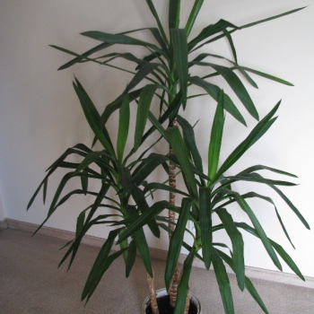 Ogłoszenie - Juka – piękny, zdrowy, duży kwiat doniczkowy,  3-pienny, 1,6 m