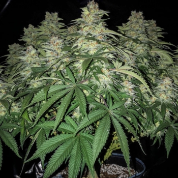 Ogłoszenie - Cannabis Light EU - Zapraszam - Bielany - 10,00 zł