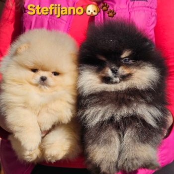 Ogłoszenie - Pomeranian BOO „misie”, szczenięta szpica pomerańskiego