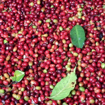 Ogłoszenie - Coffee producer +256790560642 organic, Robusta coffee farm USA Italy Germany Spain - Krotoszyn