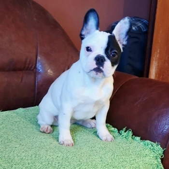 Ogłoszenie - Buldog francuski – piękna suczka