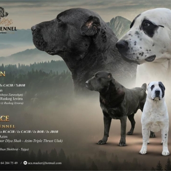 Ogłoszenie - Owczarek środkowoazjatycki – szczenięta