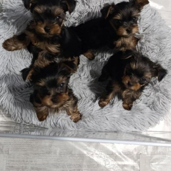 Ogłoszenie - Yorkshire Terrier – Piękne szczenięta