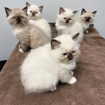 Ogłoszenie - Kocięta ragdoll