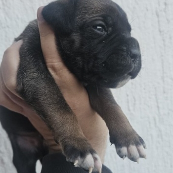 Ogłoszenie - Cane Corso – szczenięta na sprzedaż