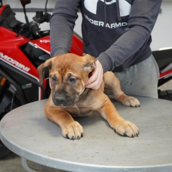 Ogłoszenie - Mastif południowoafrykański – Szczenięta Boerboel
