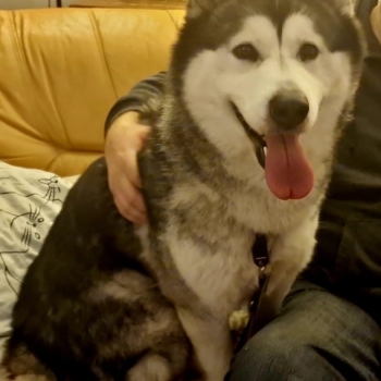 Ogłoszenie - Oddam w dobre ręce dwie suczki