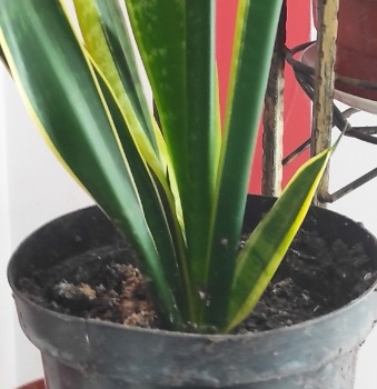 Ogłoszenie - Sprzedam Sansewieria