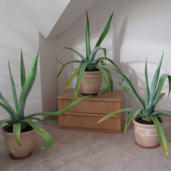 Ogłoszenie - Piękna duża agawa ogrodowa  3 szt