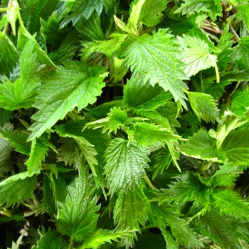 Ogłoszenie - Pokrzywa i skrzyp polny suszony z łąk