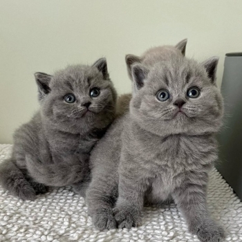 Ogłoszenie - Piękne kocięta krótkowłose