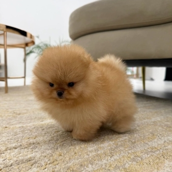 Ogłoszenie - Oferujemy nowy miot szczeniąt pomeranianów.