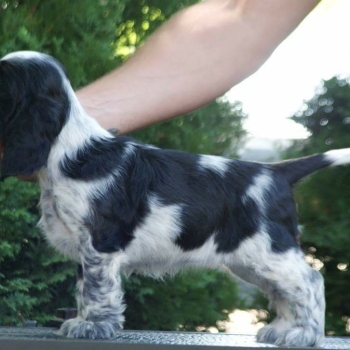 Ogłoszenie - Angielski Cocker Spaniel – Piękne szczenięta