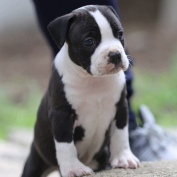 Ogłoszenie - American Staffordshire Terrier – szczenięta