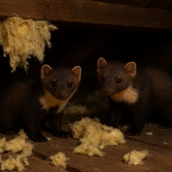 Ogłoszenie - Wycena szkody po kunach, Kosztorys szkód po kunie, tel. 504-746-203.