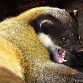 Ogłoszenie - Naprawa dachu po kunach, dekarz, tel. 504-746-203, Wrocław  Naprawa podbitki po kunach, usługi dekarza