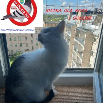 Ogłoszenie - SIATKI DLA KOTA OPOLE 790 432 787
