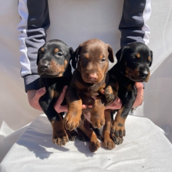 Ogłoszenie - Doberman – Piękne Szczenięta