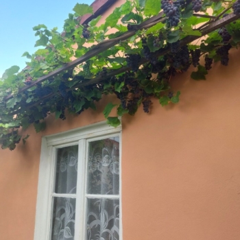 Ogłoszenie - Działka ROD na Rządzu