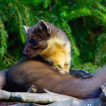 Ogłoszenie - Usługi sprzątania po kunach, Wrocław, tel. 504-746-203, cennik Sprzątanie po kunach, dezynfekcja - Wrocław