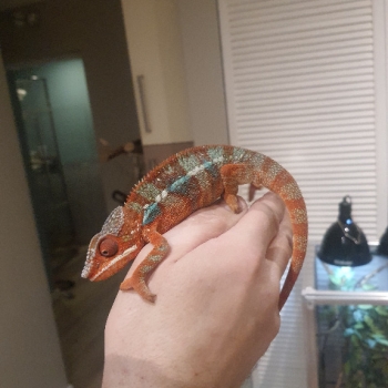 Ogłoszenie - kameleon lamparci ambilobe red bar