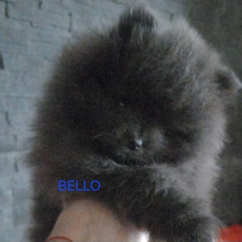 Ogłoszenie - Szpic miniaturowy