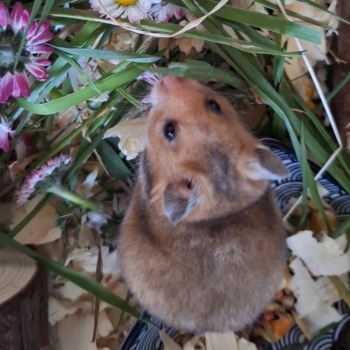 Ogłoszenie - Chomiki Syryjskie 5 tygodniowe