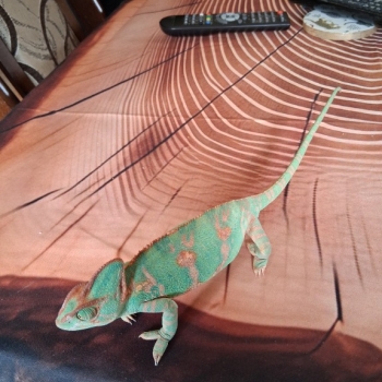 Ogłoszenie - Małe kameleony