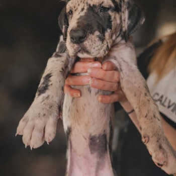 Ogłoszenie - Dog niemiecki – piękne szczenięta