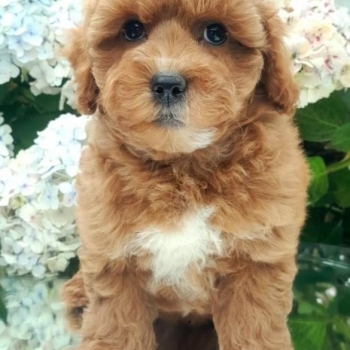 Ogłoszenie - Szczenięta Cavapoo poddane kontroli weterynaryjnej