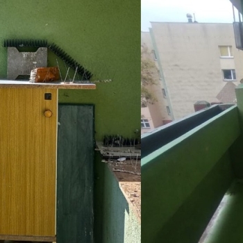 Ogłoszenie - Usunięcie starego gniazda po ptakach, tel. 504-746-203 gołębiach, cena, Wrocław, Oleśnica, Świdnica, Legnica, Włabrzych - Oleśnica